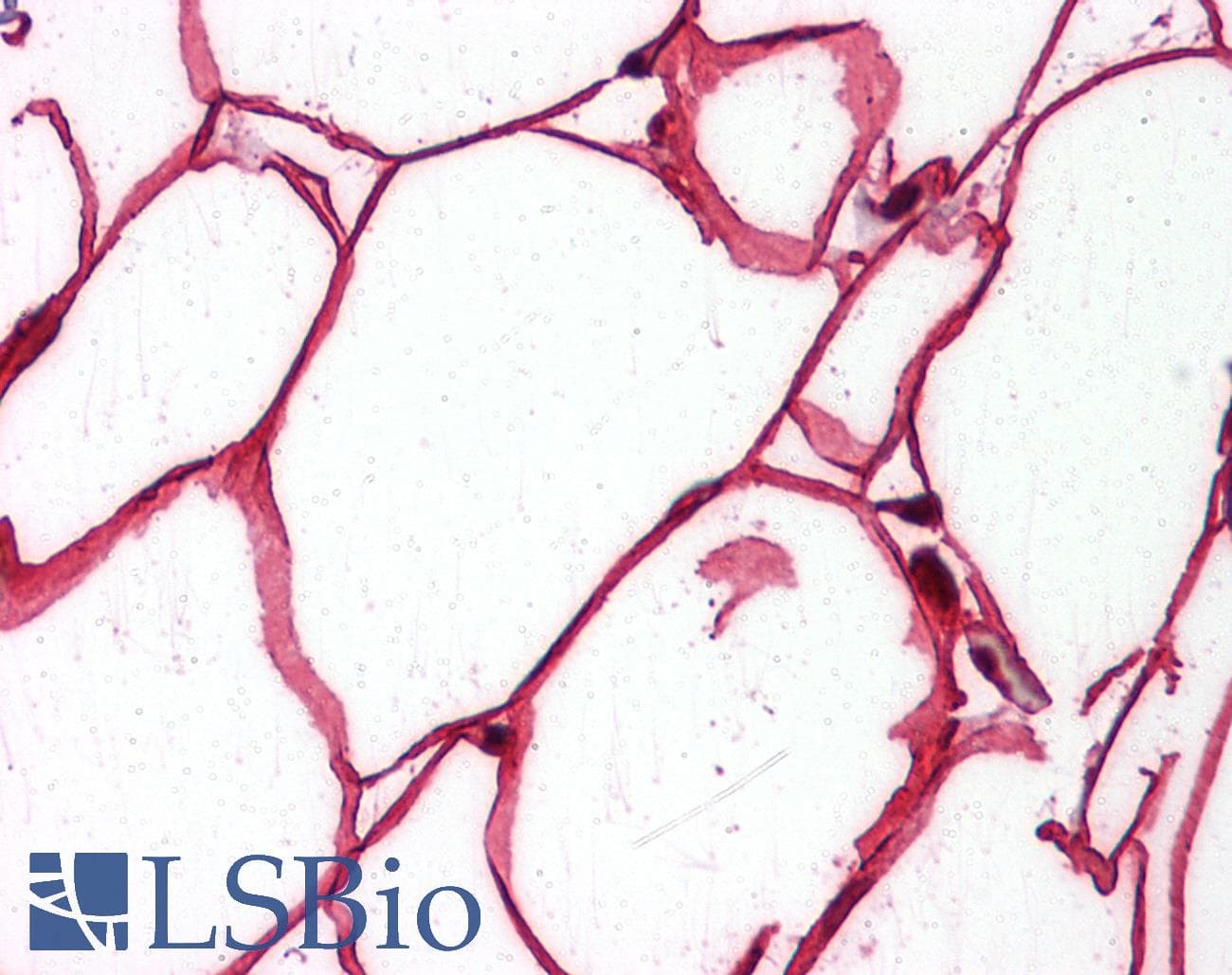 IHC-plus™ p66 / SHC Antibody (clone 3F4)