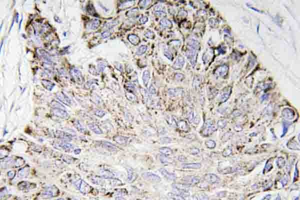 CASP4 / Caspase 4 Antibody (Glu124)