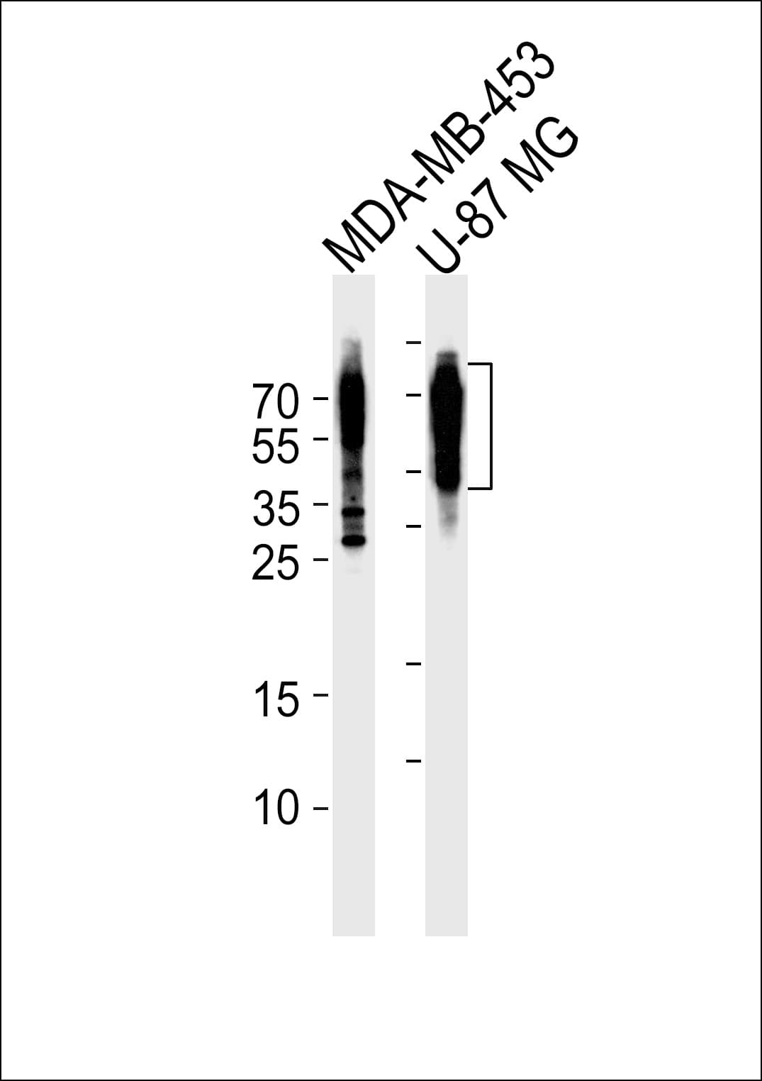IHC-plus™ CD63 Antibody (aa163-190)