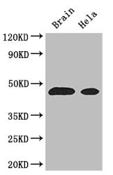 ASS1 / ASS Antibody