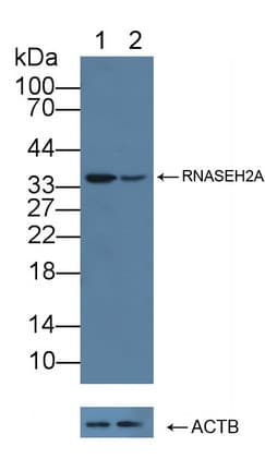 RNASEH2A Antibody