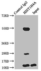 Polyclonal Rabbit anti-Human HIST1H4I Antibody (IF, WB)