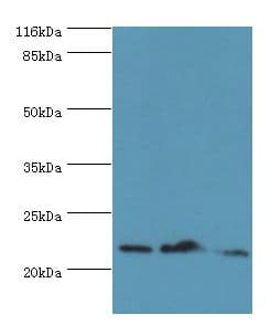 NDUFB5 Antibody (aa94-189, Biotin)