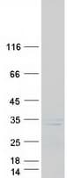 Human KLK7 / Kallikrein 7 Protein (Recombinant Myc-DDK (Flag))