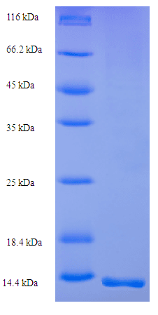 Scytonema varium Scytovirin (SVN) Protein (Recombinant 6His, N-terminus)