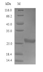Human CHRNG Protein (Recombinant 6His, N-terminus)