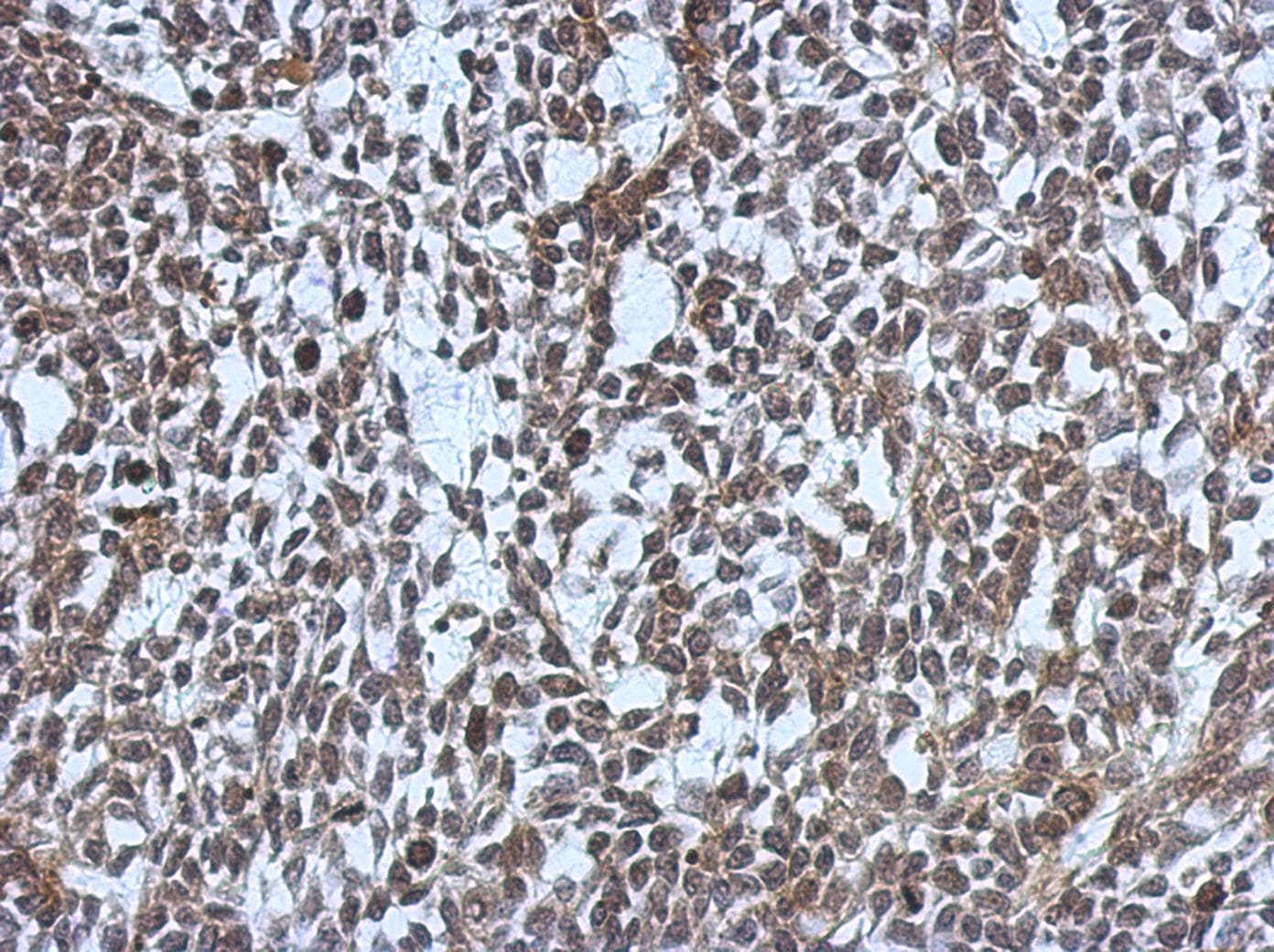 MDC1 Antibody
