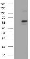 PKLR Antibody (clone OTI1C7)