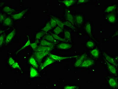 PSMA3 Antibody