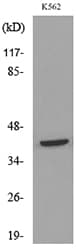 CD48 Antibody