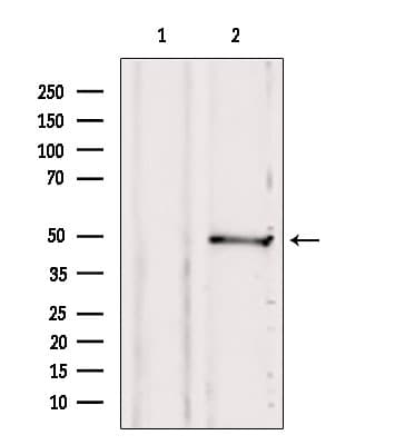 SUCLA2 Antibody