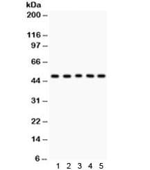 CCNA2 / Cyclin A2 Antibody