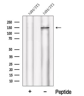 PHLPP2 / PHLPPL Antibody