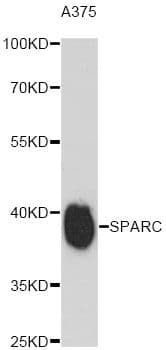 Osteonectin / SPARC Antibody