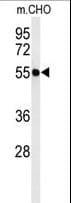 ATL3 Antibody (aa217-245)