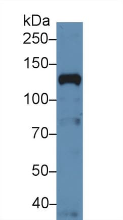 NUP133 Antibody (aa899-1091)