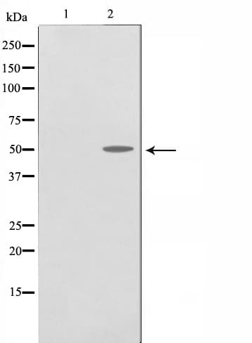 TRH Receptor / TRHR Antibody