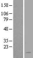 NAT8L Protein (Over-Expression Lysate Myc-DDK (Flag))