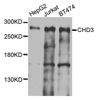 CHD3 Antibody