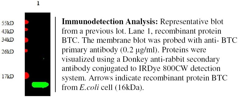 BTC / Betacellulin Antibody (Preservative Free)