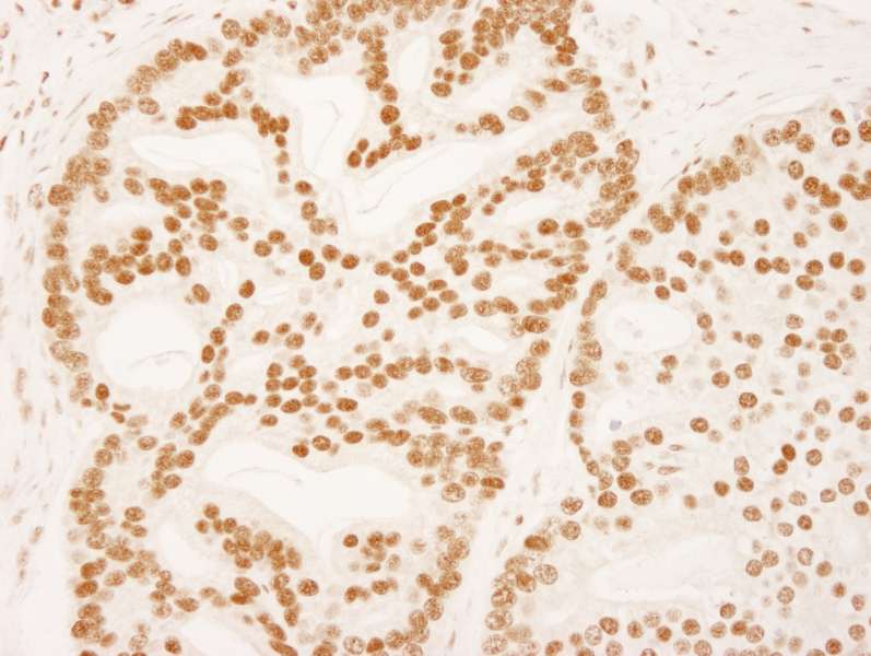 ZNF326 / Zfp326 Antibody (aa532-582)