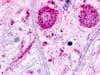 PathPlus™ TAAR2 / GPR58 Antibody (C-Terminus)