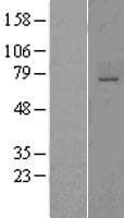 ST6GALNAC1 Protein (Over-Expression Lysate Myc-DDK (Flag))