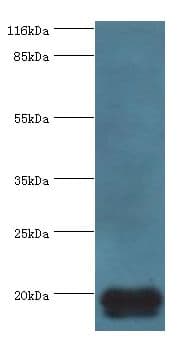 MYLPF Antibody (aa2-169)