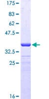 Human PRODH Protein (Recombinant GST, N-terminus)