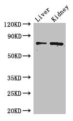 Polyclonal Rabbit anti-Human ZFP64 Antibody
