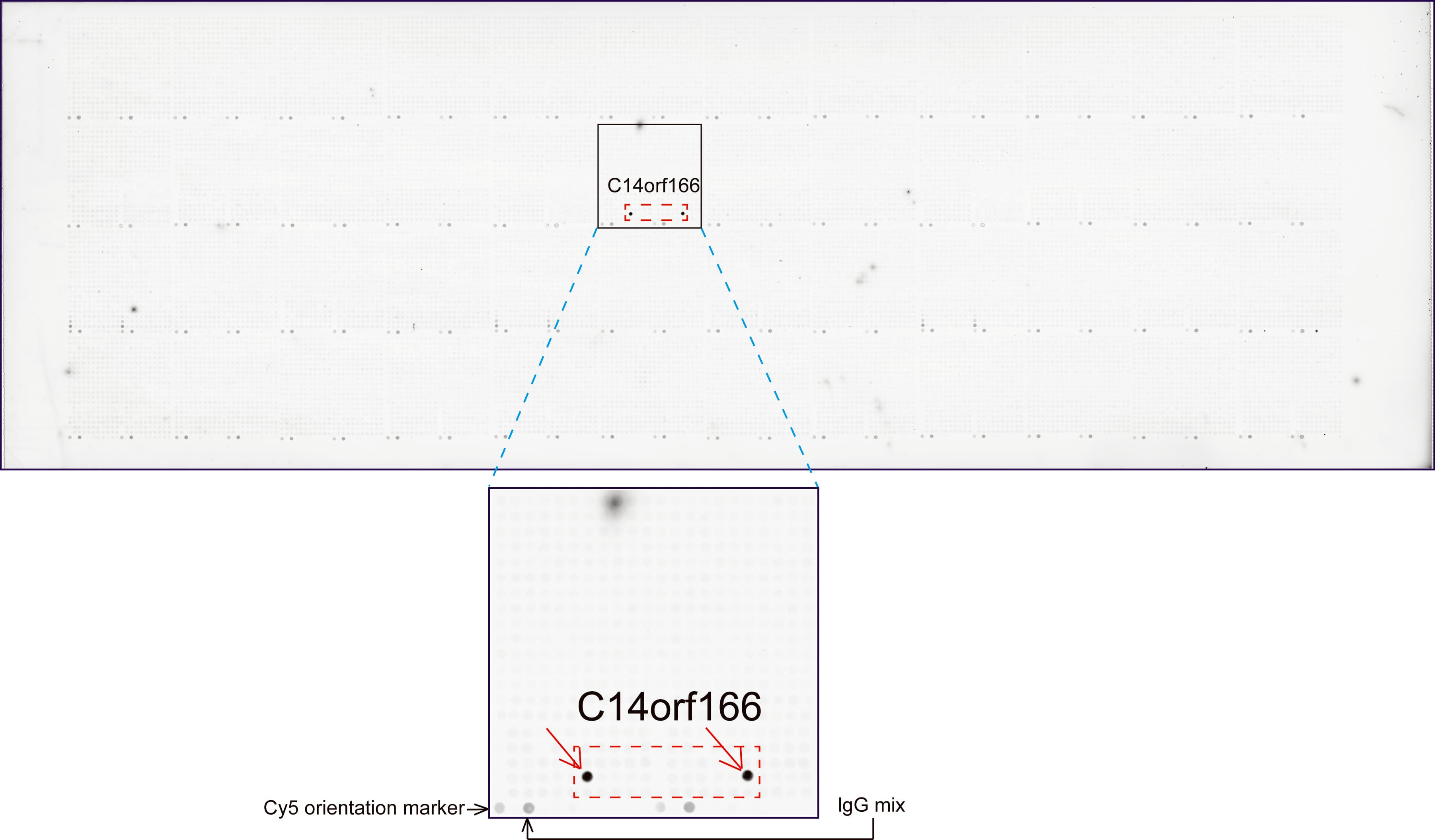 Monoclonal Mouse anti-Human C14orf166 Antibody (clone UMAB181, IHC, IF, WB)