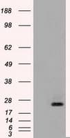 Monoclonal Mouse anti-Human NTF4 / Neurotrophin 4 Antibody (clone OTI4D2, WB)