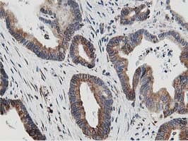SSR1 Antibody (clone OTI4H6, Carrier-free)