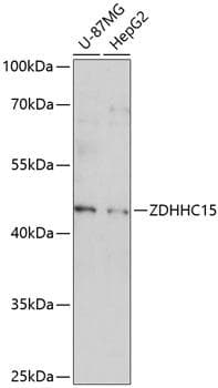 ZDHHC15 Antibody