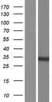 PPM1M Protein (Over-Expression Lysate Myc-DDK (Flag))