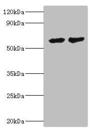 CYP4F12 Antibody (aa265-524)