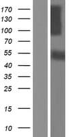 CDH10 / Cadherin 10 Protein (Over-Expression Lysate Myc-DDK (Flag))