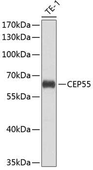 CEP55 Antibody