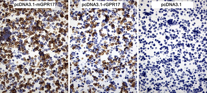 Monoclonal Mouse anti-Human GPR17 Antibody (clone OTI6B9, N-Terminus, IHC)
