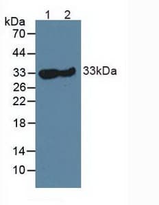 CA3 / Carbonic Anhydrase III Antibody (aa2-260, APC)