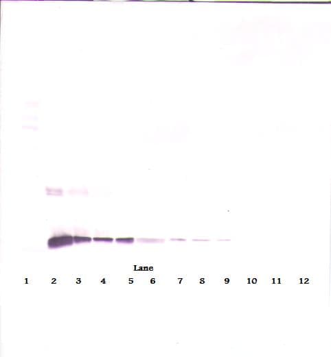 Monoclonal Rat anti-Mouse IL-10 Antibody (clone 15B9-1-2, WB)