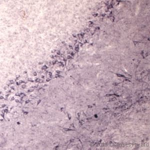 SEC22B Antibody (aa2-50)