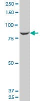 MAN1B1 Antibody (clone 6B1)