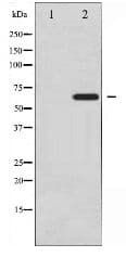 PXN / Paxillin Antibody