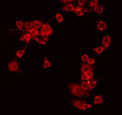 MEGF9 / EGFL5 Antibody