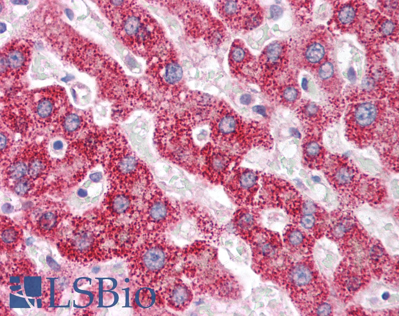 PCK1 Antibody (aa330-379)