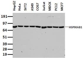 Monoclonal Mouse anti-Human HSP90AB1 / HSP90 Alpha B1 Antibody (clone OTI4C10, WB)