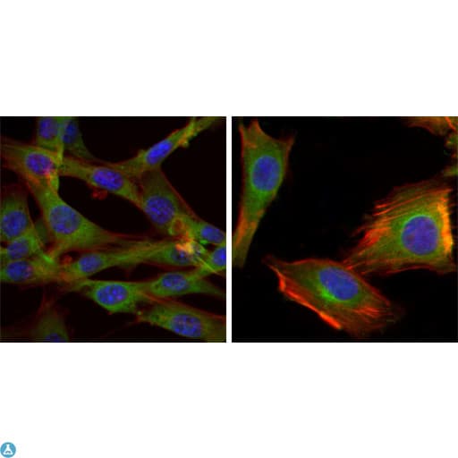Monoclonal Mouse anti-Human GSK3B / GSK3 Beta Antibody (IHC, IF, WB)