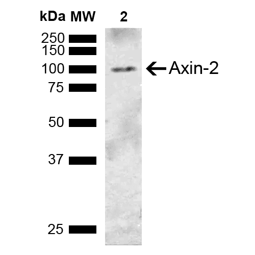 AXIN2 / Axin 2 Antibody (Atto 390)