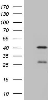 NGDN Antibody (clone OTI1B8)